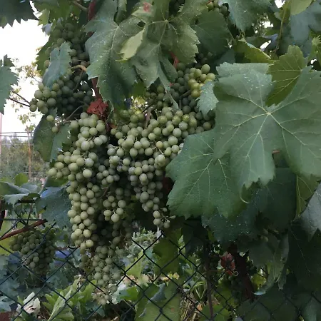 Siracusa Rusticana 펜션 플로리디아