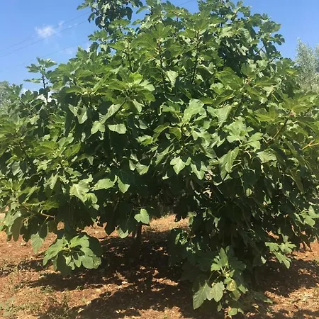 Siracusa Rusticana 플로리디아