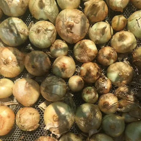 Siracusa Rusticana 펜션