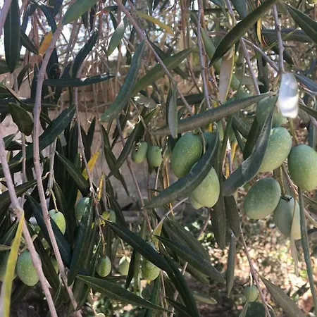 Siracusa Rusticana 플로리디아
